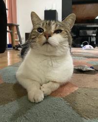 Lost Male Cat last seen Hakea court, Altona Meadows, VIC 3028