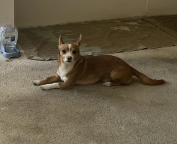 Lost Male Dog last seen Fullerton Rd and Camino Bello, Rowland Heights, CA 91748