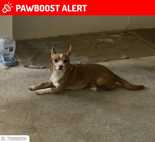 Lost Male Dog last seen Fullerton Rd and Camino Bello, Rowland Heights, CA 91748
