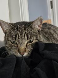 Lost Female Cat last seen Garden of eden ymca jcc wawa funeral home church, New Castle County, DE 19803