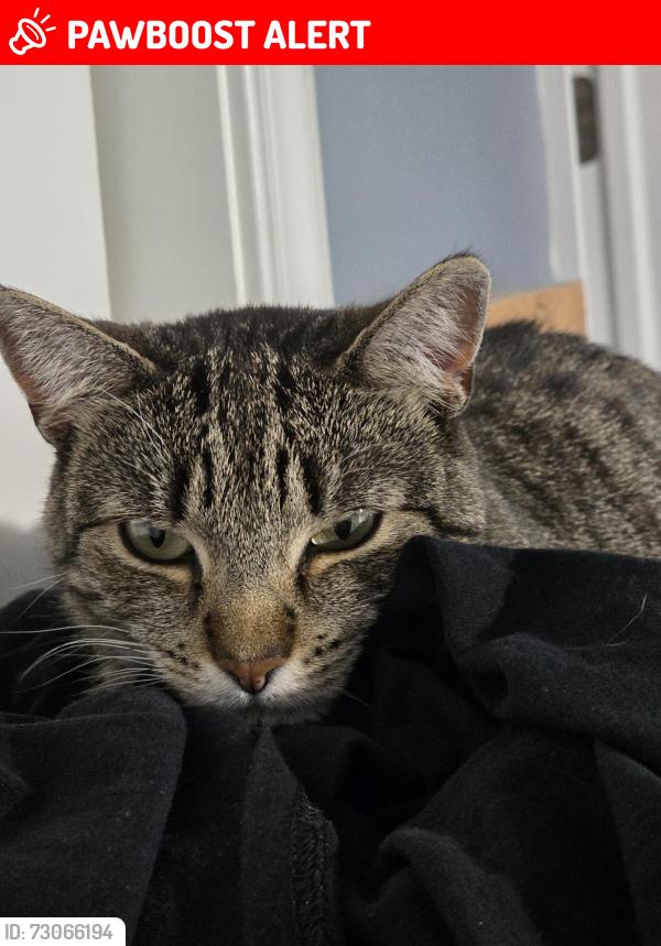 Lost Female Cat last seen Garden of eden ymca jcc wawa funeral home church, New Castle County, DE 19803