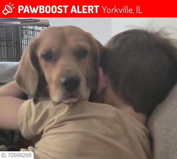 Lost Female Dog last seen Route 34 and Eldamain, Fox Hill Subdivision, Yorkville, IL 60560