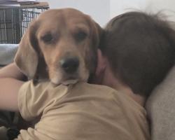 Lost Female Dog last seen Route 34 and Eldamain, Fox Hill Subdivision, Yorkville, IL 60560