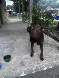 Found/Stray Female Dog last seen Colonial Ave, Greenville, NC 27834