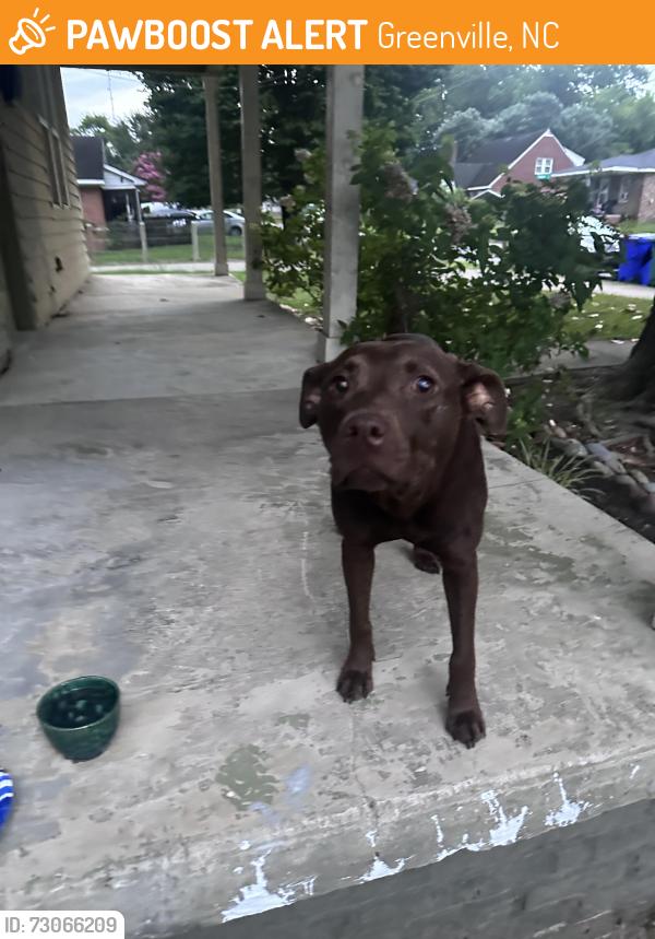 Found/Stray Female Dog last seen Colonial Ave, Greenville, NC 27834