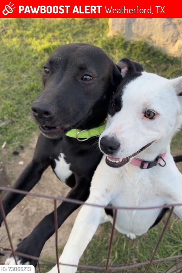 Lost Female Dog last seen Spring street, Weatherford, TX 76086