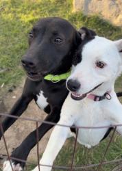Lost Female Dog last seen Spring street, Weatherford, TX 76086