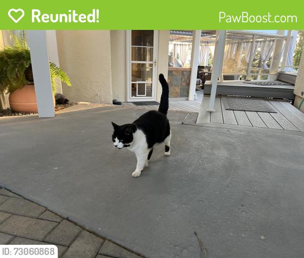 Reunited Female Cat last seen Sonora Road, Spokane Valley, WA 99037