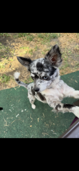 Lost Female Dog last seen Gage, Bell, CA 90201