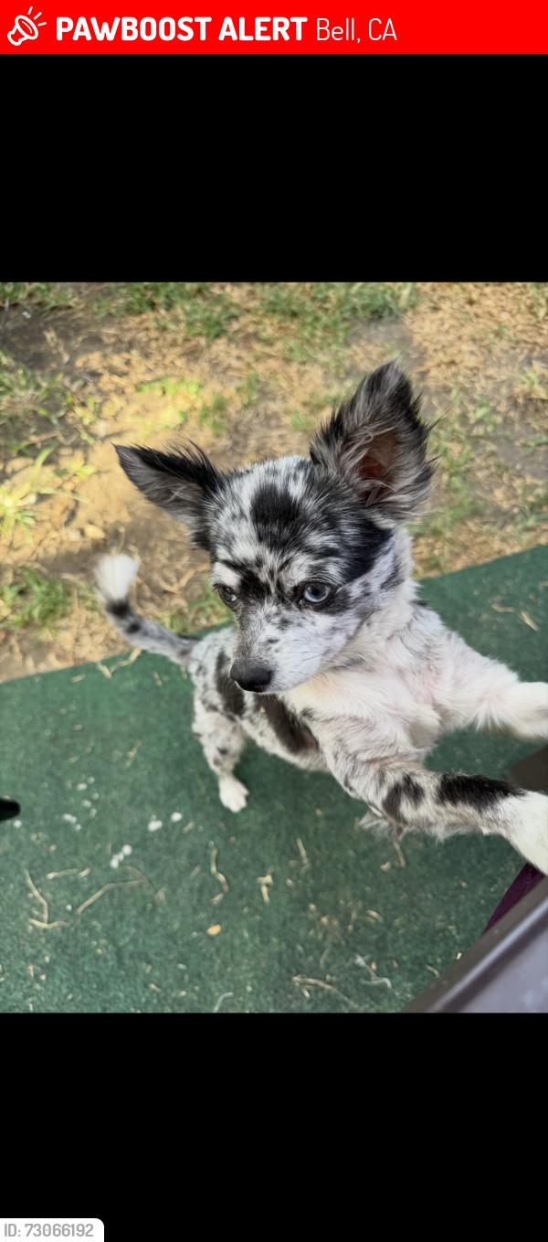 Lost Female Dog last seen Gage, Bell, CA 90201