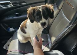 Found/Stray Female Dog last seen Hardee's restaurant, Columbia, MS 39429