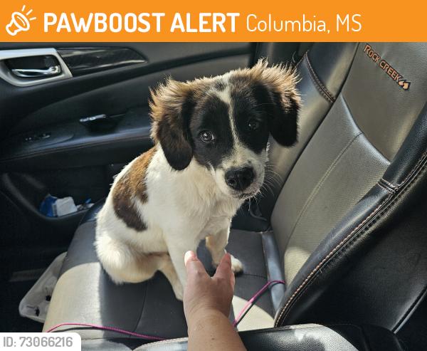 Found/Stray Female Dog last seen Hardee's restaurant, Columbia, MS 39429