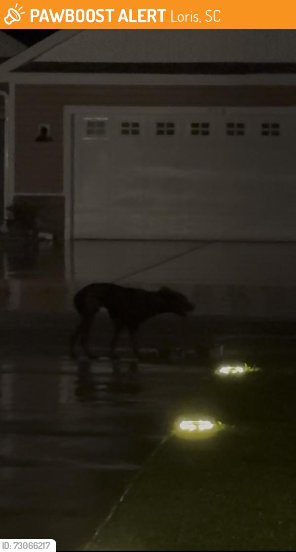 Found/Stray Unknown Dog last seen red bluff rd, las glorias mexican restaurant, chase cottages, Loris, SC 29569