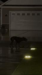 Found/Stray Unknown Dog last seen red bluff rd, las glorias mexican restaurant, chase cottages, Loris, SC 29569