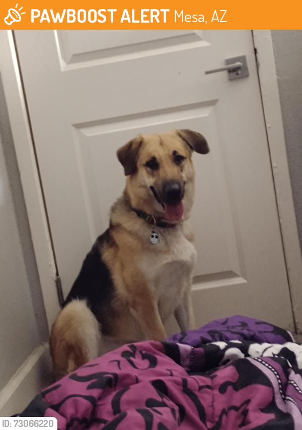 Found/Stray Female Dog last seen longmore, mesa, Mesa, AZ 85202