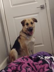Found/Stray Female Dog last seen longmore, mesa, Mesa, AZ 85202