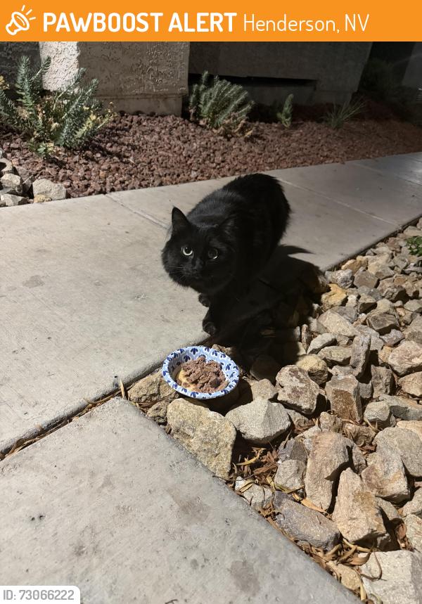 Found/Stray Unknown Cat last seen Near sunset road and Whitney ranch, Henderson, NV 89014