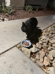Found/Stray Unknown Cat last seen Near sunset road and Whitney ranch, Henderson, NV 89014