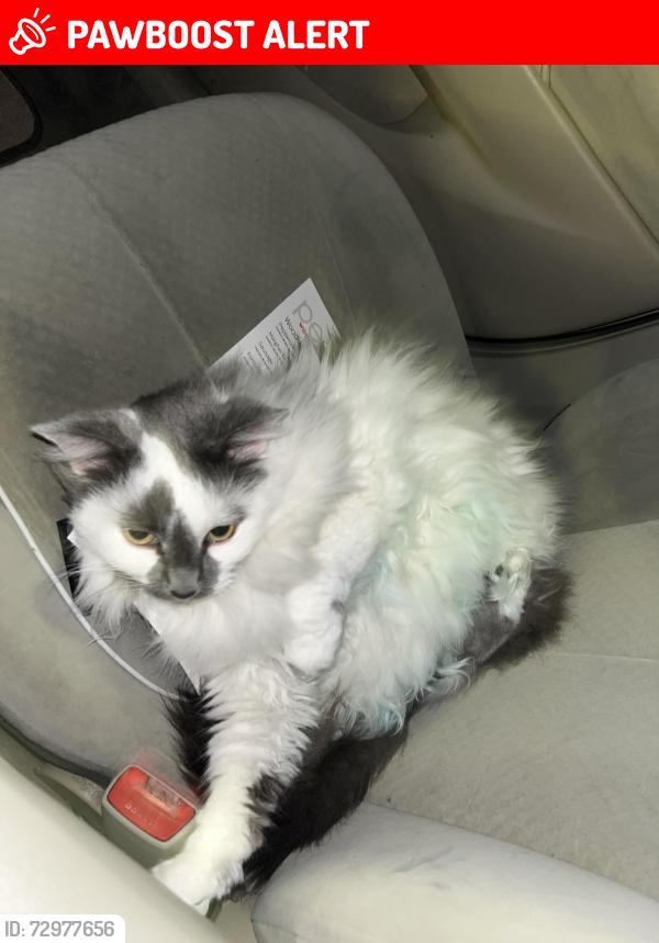 Lost Female Cat last seen Days inn westport, Maryland Heights, MO 63146