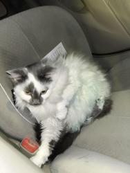 Lost Female Cat last seen Days inn westport, Maryland Heights, MO 63146