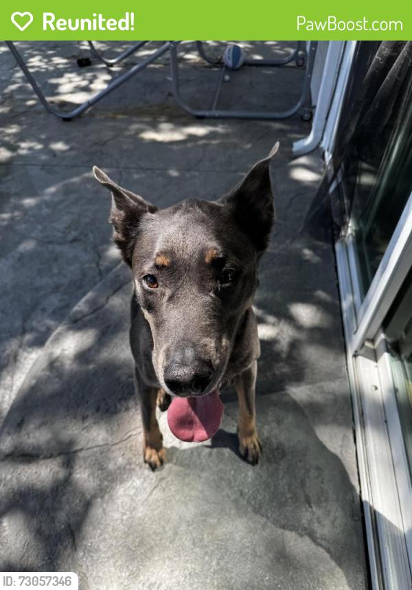 Reunited Male Dog last seen Minert road and Brittany lane , Concord, CA 94518