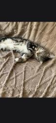 Lost Male Cat last seen Escalante and colb, Tucson, AZ 85730