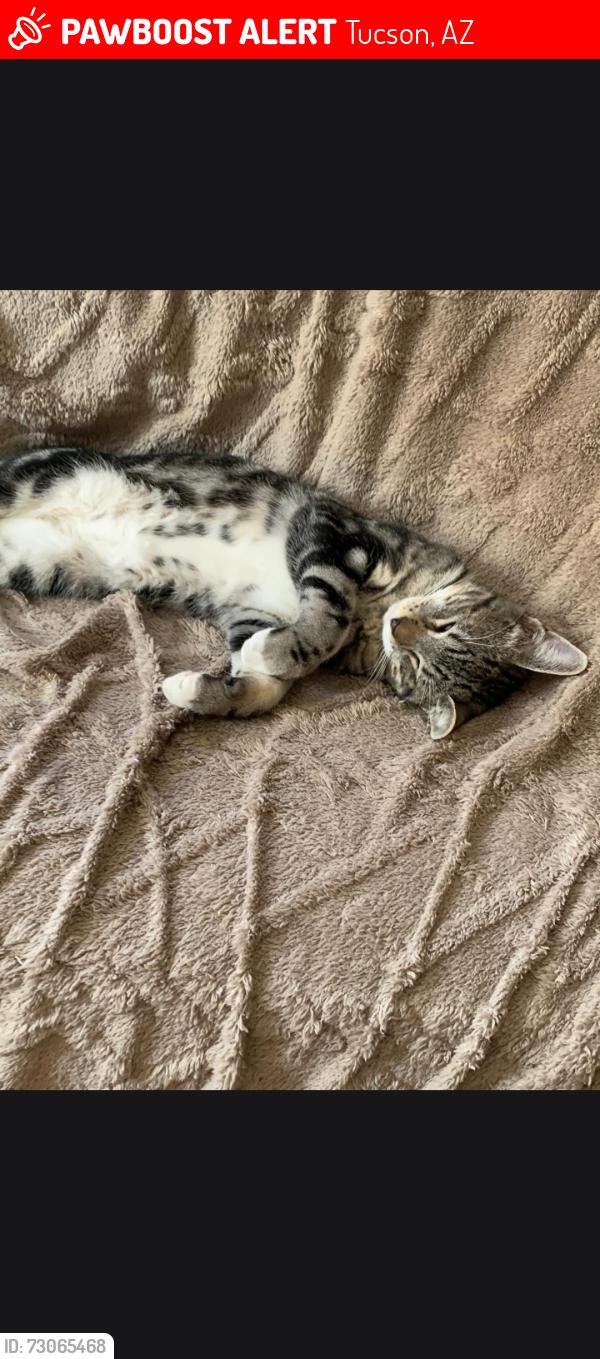 Lost Male Cat last seen Escalante and colb, Tucson, AZ 85730