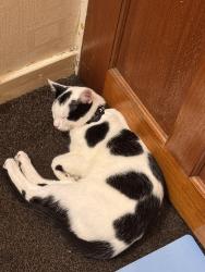 Lost Male Cat last seen Nearest Pitt street next to romaze jewellers, Glodwick, England OL4 1RT