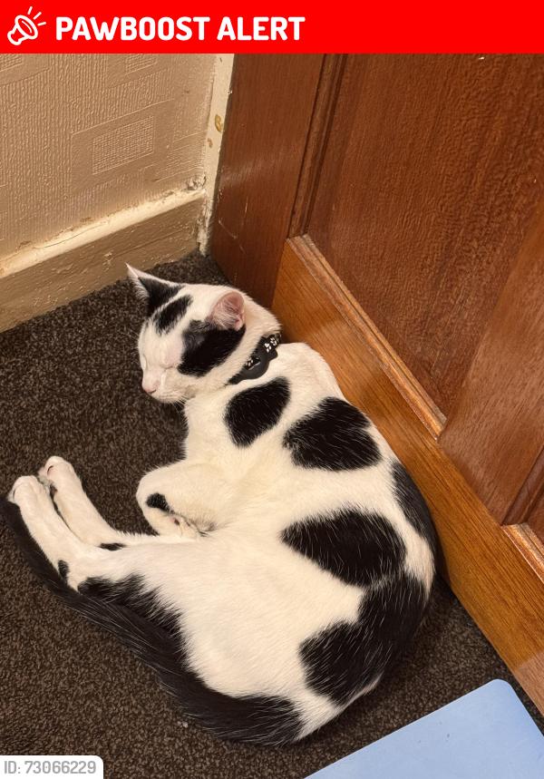 Lost Male Cat last seen Nearest Pitt street next to romaze jewellers, Glodwick, England OL4 1RT