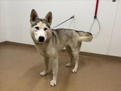 Shelter Stray Female Dog last seen BAILEY RANCH/BLUE SHADOW, 16 Barnes Ct, Hayward, CA 94544, USA