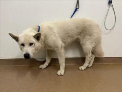 Shelter Stray Male Dog last seen BAILEY RANCH/BLUE SHADOW, 16 Barnes Ct, Hayward, CA 94544, USA