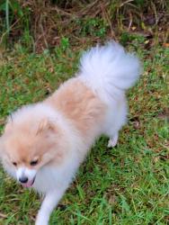 Lost Female Dog last seen Hunters Cove Subdivision, Theodore, AL 36582