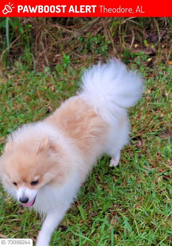 Lost Female Dog last seen Hunters Cove Subdivision, Theodore, AL 36582