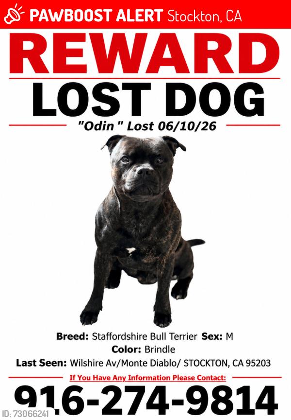 Lost Male Dog last seen Wilshire Ave, Stockton, CA 95203