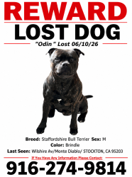 Lost Male Dog last seen Wilshire Ave, Stockton, CA 95203