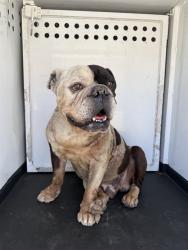 Shelter Stray Male Dog last seen Near BLK KEARNEY HILLS DR BAKERSFIELD,CA, 201 S Mt Vernon Ave, Bakersfield, CA 93307, USA