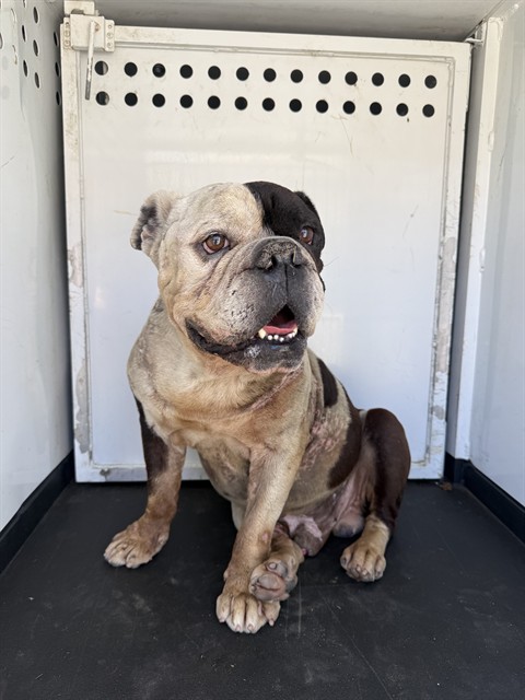 Shelter Stray Male Dog last seen Near BLK KEARNEY HILLS DR BAKERSFIELD,CA, 201 S Mt Vernon Ave, Bakersfield, CA 93307, USA