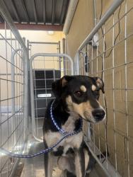 Shelter Stray Female Dog last seen Near BLK BROITWICH SPA ST BAKERSFIELD,CA, 201 S Mt Vernon Ave, Bakersfield, CA 93307, USA