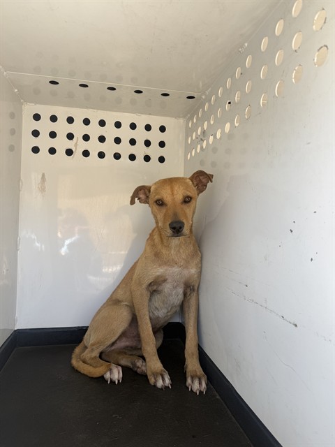Shelter Stray Male Dog last seen Near BLK BROITWICH SPA ST BAKERSFIELD,CA, 201 S Mt Vernon Ave, Bakersfield, CA 93307, USA