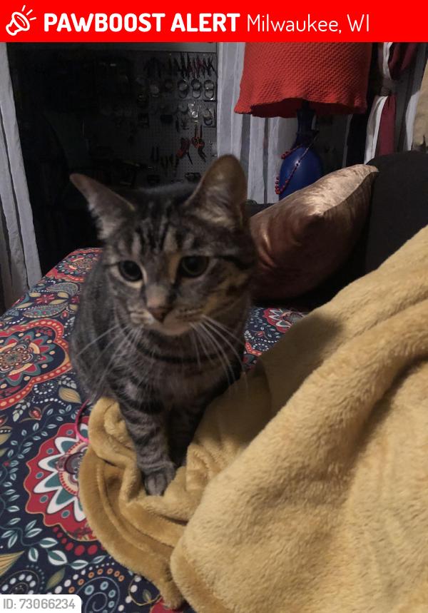 Lost Male Cat last seen Graham Kk Howell, Milwaukee, WI 53207