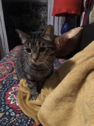 Lost Male Cat last seen Graham Kk Howell, Milwaukee, WI 53207
