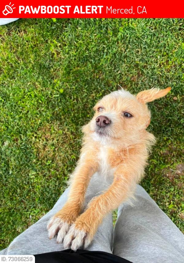 Lost Male Dog last seen Merced, Merced, CA 95341