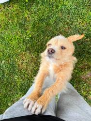 Lost Male Dog last seen Merced, Merced, CA 95341