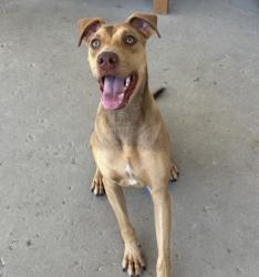 Shelter Stray Male Dog last seen Near BLOCK ROSEDALE HWY, BAKERSFIELD CA 93312, 3951 Fruitvale Ave, Bakersfield, CA 93308, USA