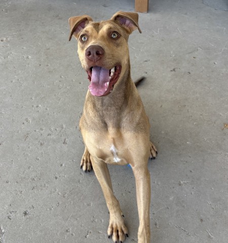 Shelter Stray Male Dog last seen Near BLOCK ROSEDALE HWY, BAKERSFIELD CA 93312, 3951 Fruitvale Ave, Bakersfield, CA 93308, USA