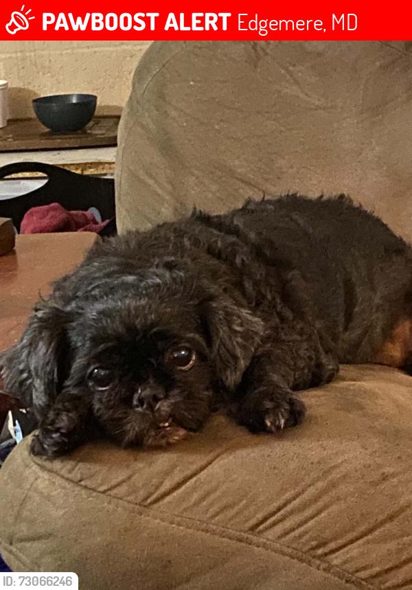 Lost Female Dog last seen Blevins ave sparrows point md 21219, Edgemere, MD 21219