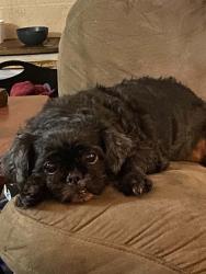 Lost Female Dog last seen Blevins ave sparrows point md 21219, Edgemere, MD 21219