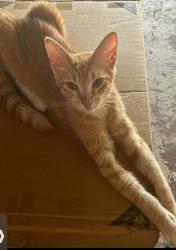 Found/Stray Female Cat last seen Haughland Drive, Houston, TX 77433