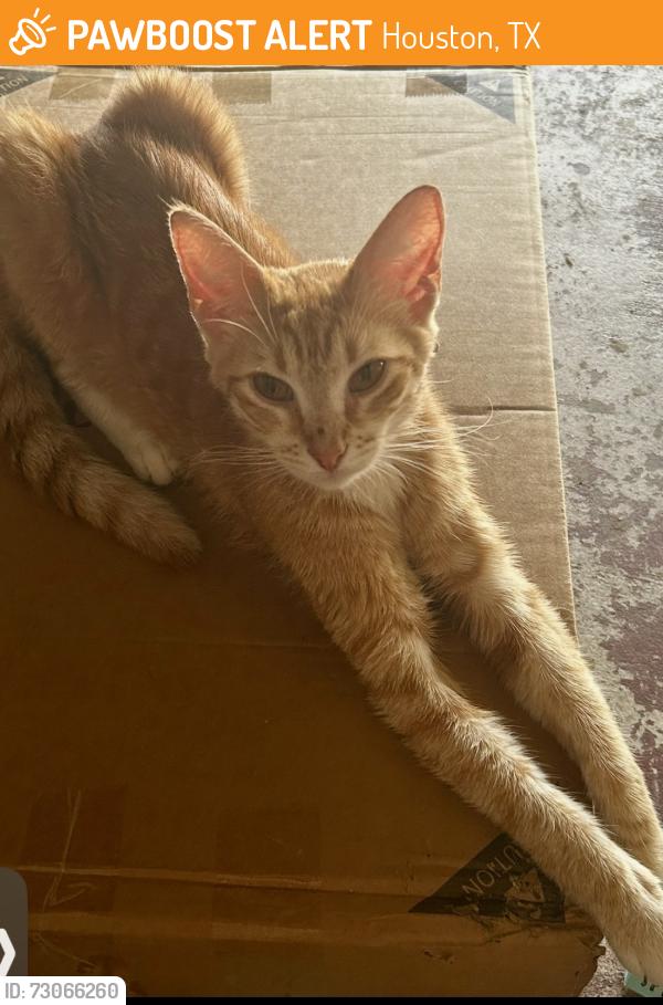 Found/Stray Female Cat last seen Haughland Drive, Houston, TX 77433