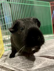 Shelter Stray Female Other last seen CROCKER AMAZON PARK - SOCCER FIELDS, 1419 Bryant St, San Francisco, CA 94103, USA